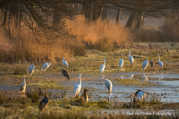 Reigers