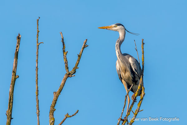 Blauwe reiger