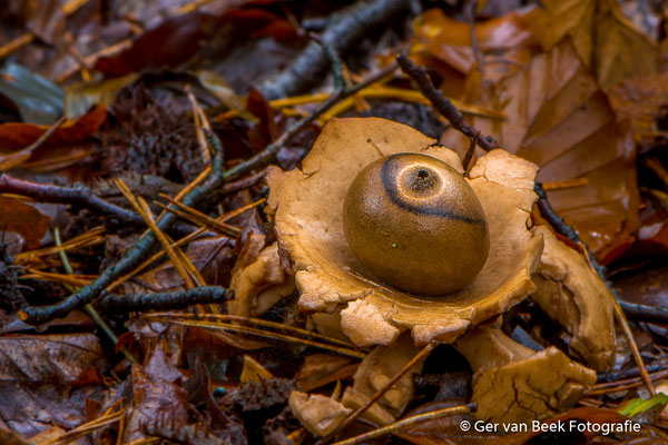 Gekraagde aardster
