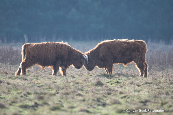 Vechtende Schotse Hooglanders