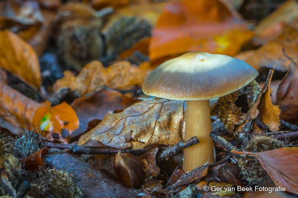 Boter collybia