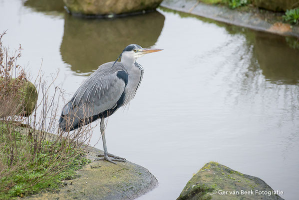 Blauwe reiger