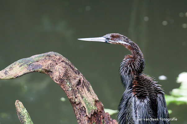Slangenhalsvogel