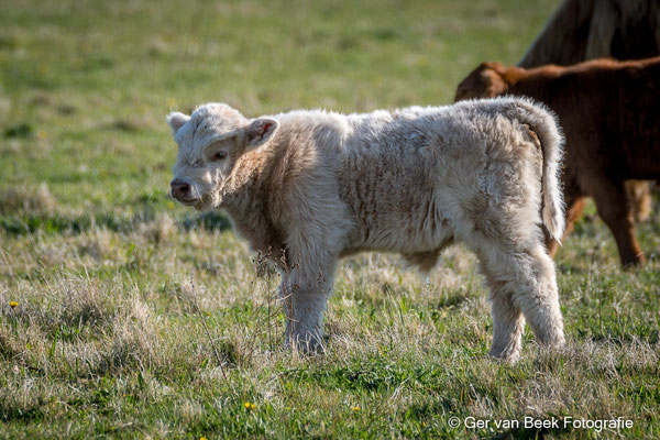 Schotse hooglander