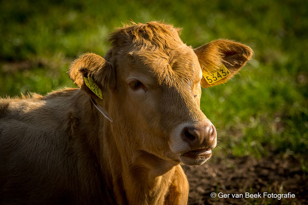 Blonde d'Aquitaine
