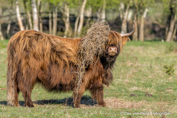 Schotse hooglander