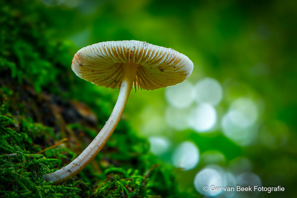 Oranjerode Stropharia