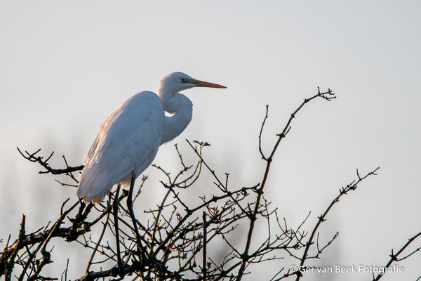 Grote zilverreiger