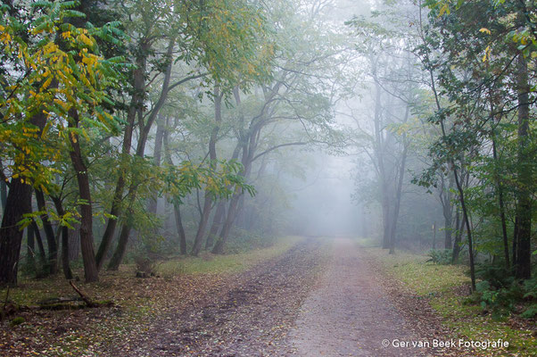 Oisterwijkse bossen en vennen