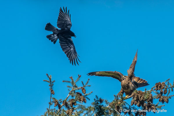 Zwarte kraai belaagt buizerd