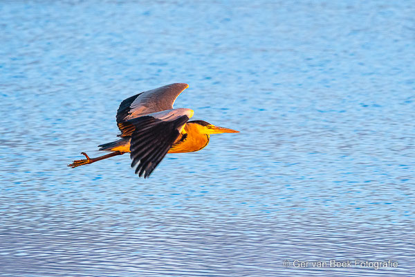 Blauwe reiger