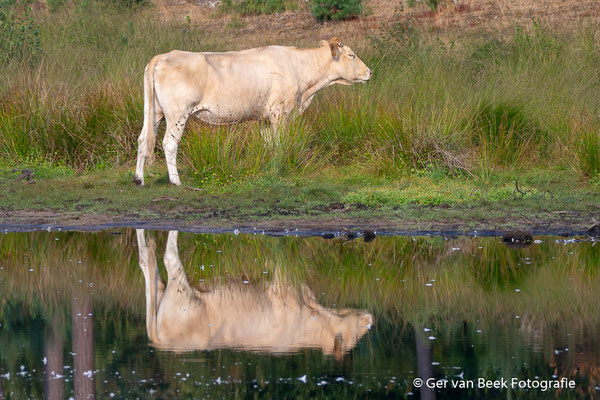 Charolais koe