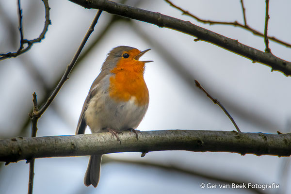 Roodborst