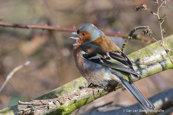 Vink