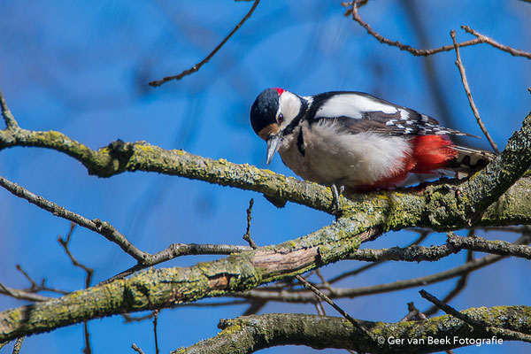 Grote bonte specht