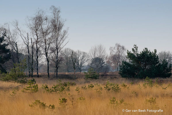 Kampina