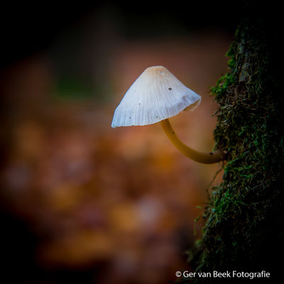 Fraaisteelmycena