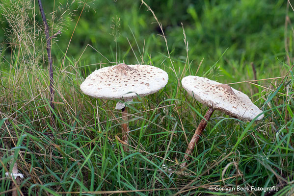 Grote Parasolzwam