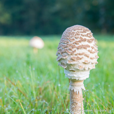 Grote Parasolzwam
