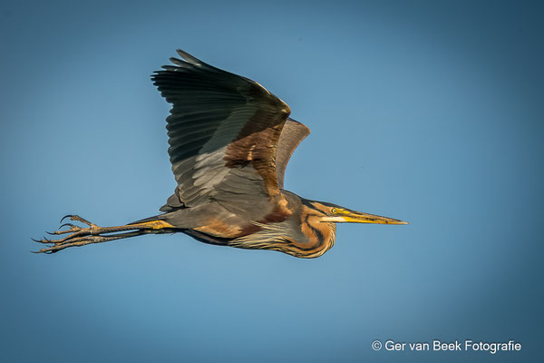 Purperreiger