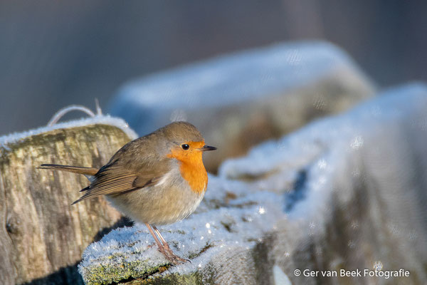 Roodborst