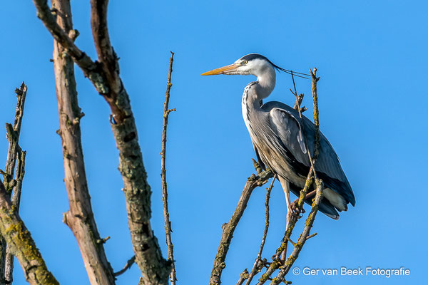 Blauwe reiger
