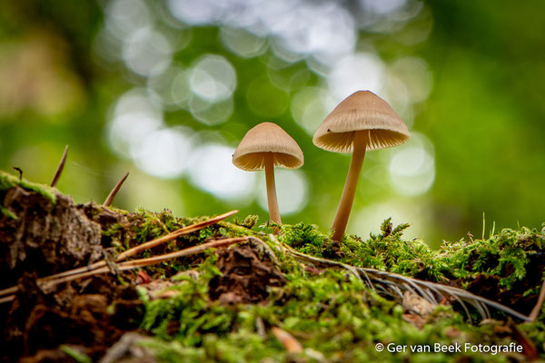 Bleekgele Mycena