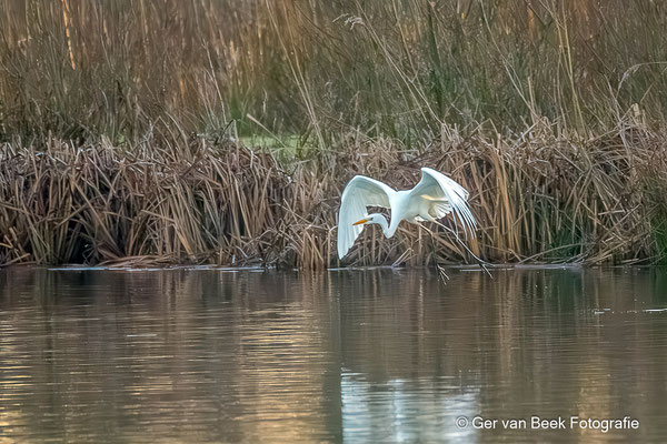 Grote zilverreiger