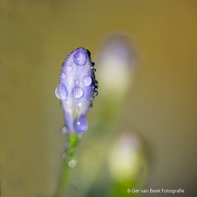 Agapanthus