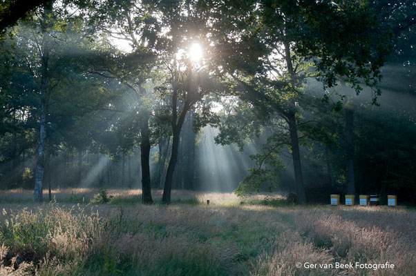 Zon door de bomen