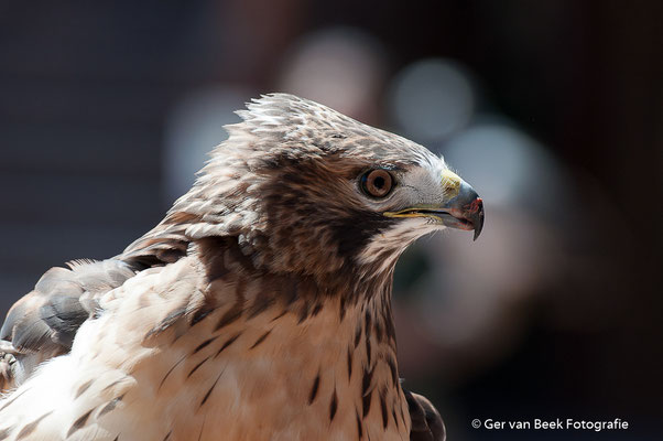 Onbekende vogel