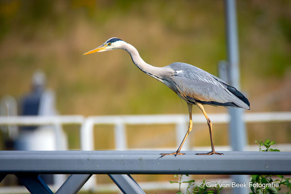 Blauwe reiger
