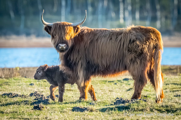 Schotse hooglander