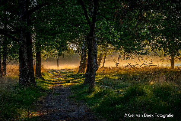 Zon door de bomen