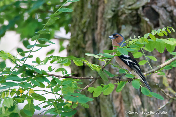 Vink