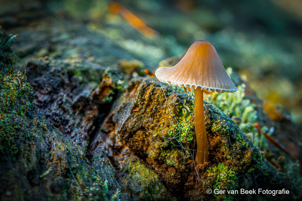 Grote bloedsteelmycena