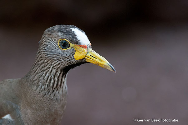 Onbekende vogel