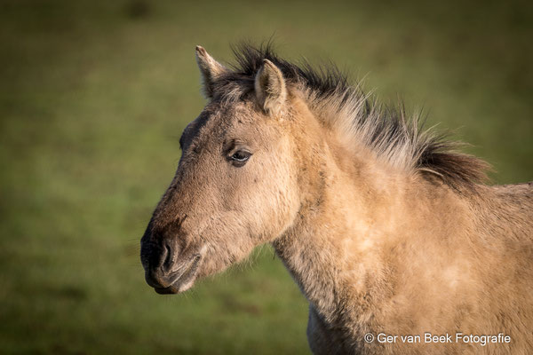 Konickpaard