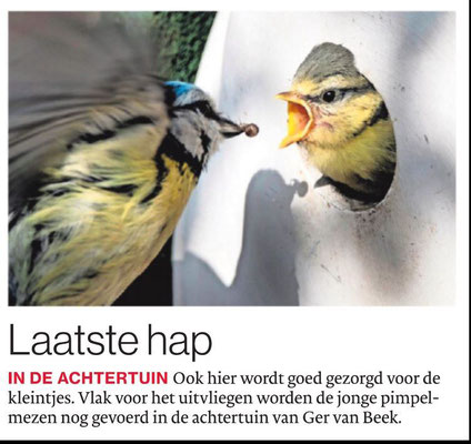 Laatste hap, Brabants Dagblad