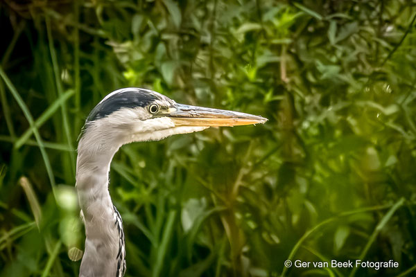 Blauwe reiger