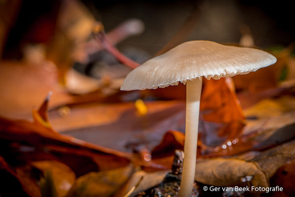 Bleekgele Mycena