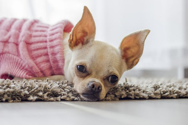 perro con saco de lana para el frío