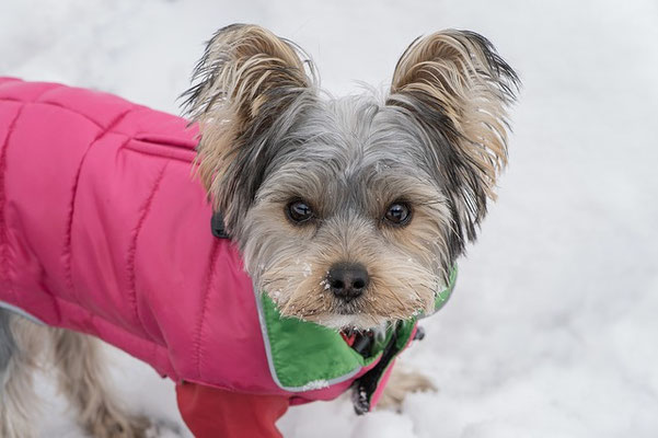 perro con chaleco impermeable para el frío extremo