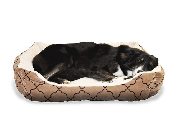 Cama para perro