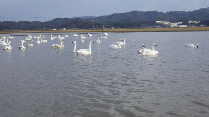 島根大学 生物資源科学部 生命科学科 jimdo