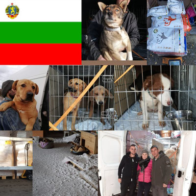 Projekt 2020 Bulgarien Mike Maia Tierschutz Ohne Grenzen