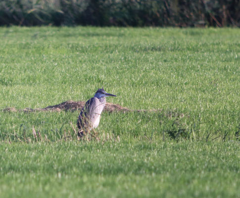 Jungvogel