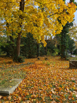 Goldenes Herbstlaub.