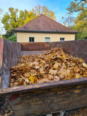 Container nehmen das Laub auf