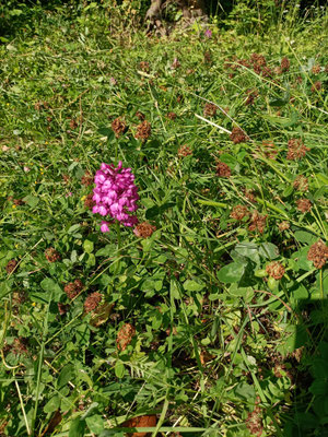eine Spitzorchis, wie ich von einem aufmerksamen Leser gelernt habe